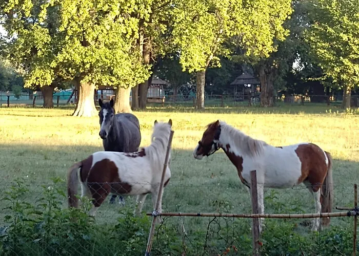 La Justina - campo